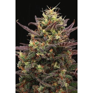 Terp & Tonic Auto. Photo 2